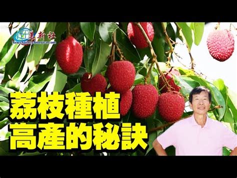 荔枝樹種植|種植